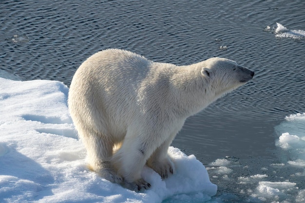 Polar bear on the ice