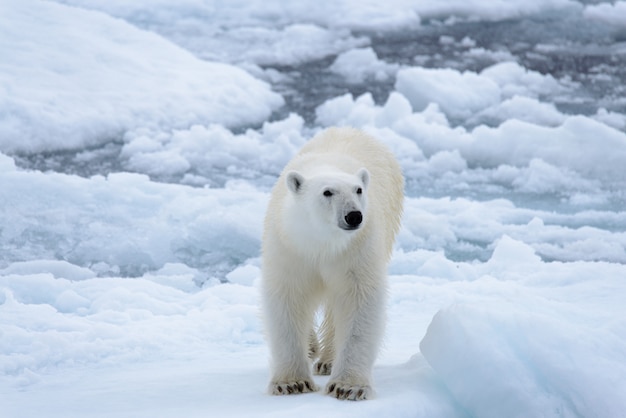 Photo polar bear on the ice