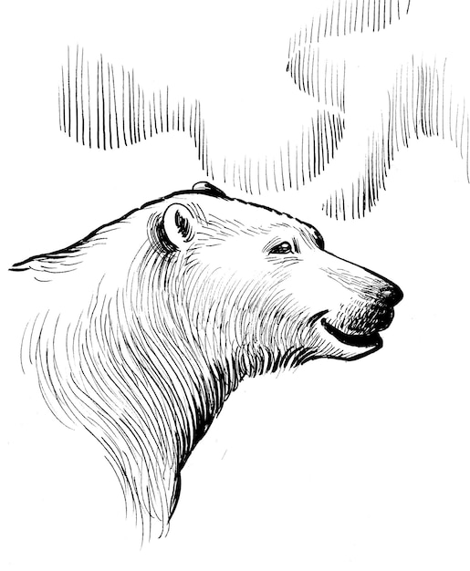 Polar bear Ink black and white drawing