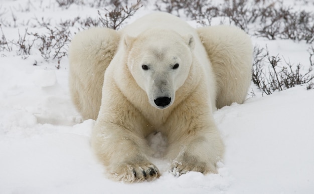 ホッキョクグマはツンドラの雪の中に横たわっています。カナダ。チャーチル国立公園。