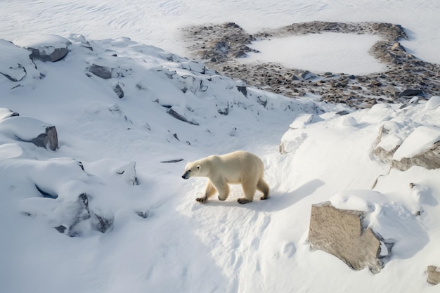 A polar bear is walking on a snowy hill.