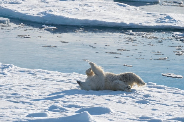 Белый медведь лежит на льду спиной