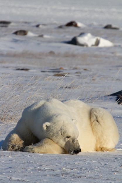 A polar bear lying down with paws stretched and taking a nap