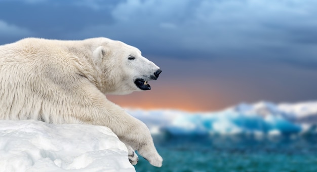 Foto orso polare su un lastrone di ghiaccio che si scioglie nel mare artico