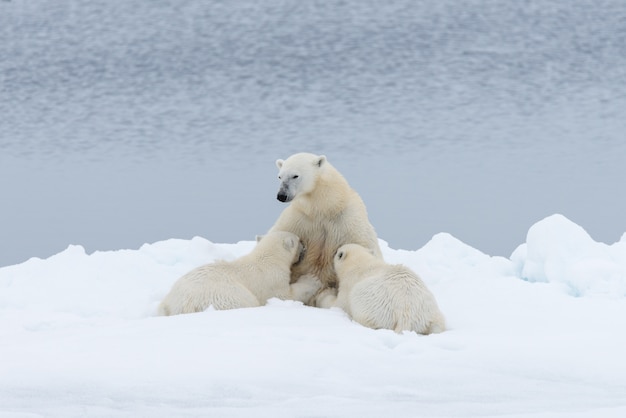 사진 팩 얼음에 그녀의 새끼를 먹이 북극곰 어머니