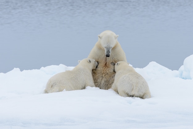 Photo polar bear mother feeding her cubs on the pack ice