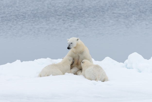 Foto madre dell'orso polare che alimenta i suoi cuccioli sul ghiaccio del pacchetto