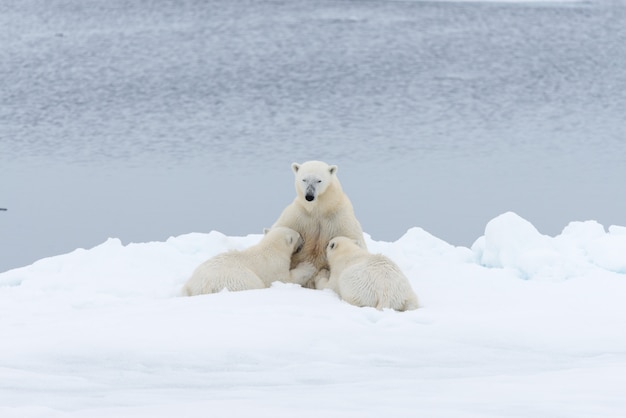 Polar bear mother feeding her cubs on the pack ice