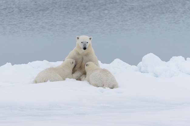 Polar bear mother feeding her cubs on the pack ice