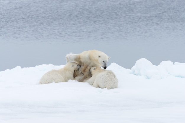 Photo polar bear mother feeding her cubs on the pack ice