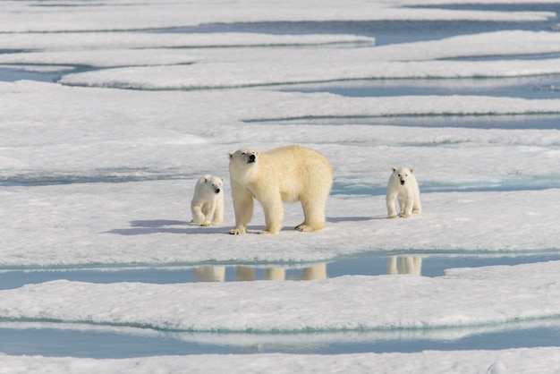 Мать белого медведя (Ursus maritimus) и двое детенышей на паковом льду, к северу от Шпицбергена, Арктика, Норвегия