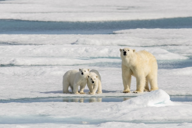 Svalbard Arctic Norway 북쪽의 팩 얼음에 북극곰 어머니(Ursus maritimus)와 쌍둥이 새끼