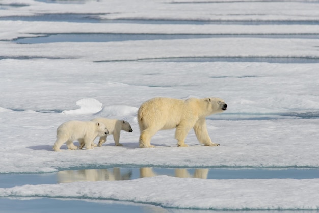 Мать белого медведя Ursus maritimus и детеныши-близнецы на паковом льду к северу от Шпицбергена, Арктическая Норвегия.