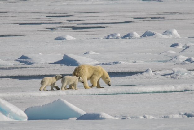 Polar bear mother Ursus maritimus and twin cubs on the pack ice north of Svalbard Arctic Norway