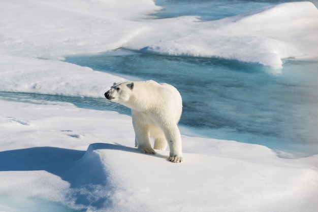 Polar bear on the pack ice