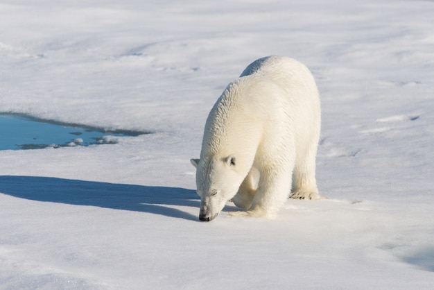 Foto orso polare sul ghiaccio del branco