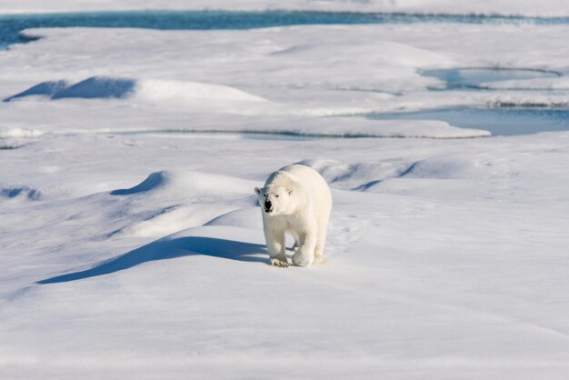 Polar bear on the pack ice