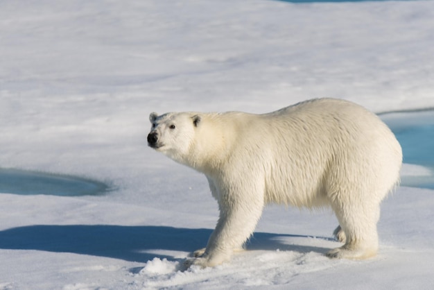 Polar bear on the pack ice