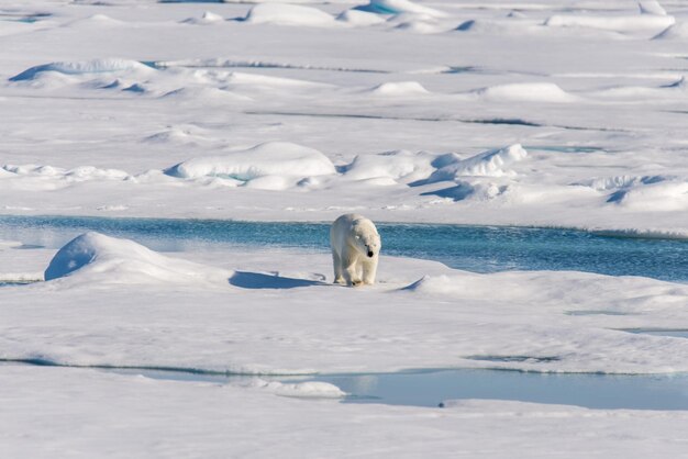 Photo polar bear on the pack ice