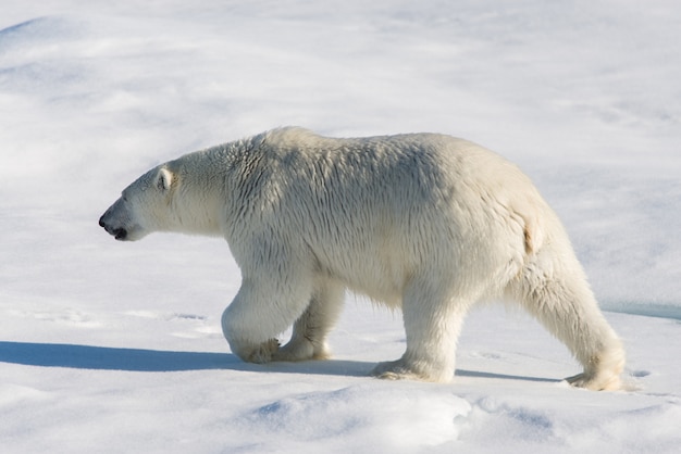 Foto orso polare sul ghiaccio del branco