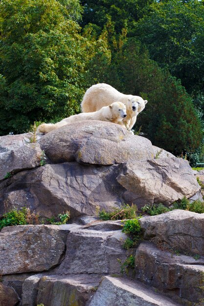 polar bear on a rock