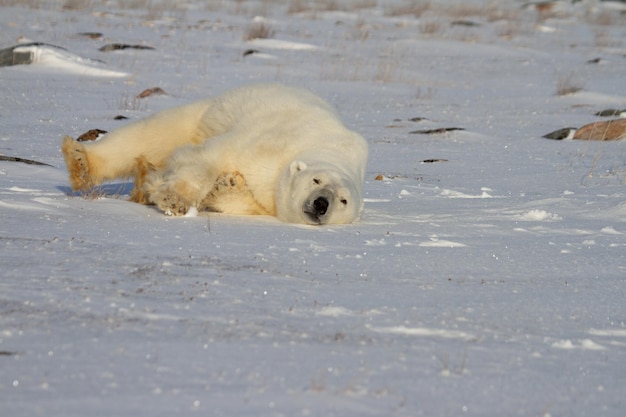 A polar bear rolling around and playing in the snow, near Hudson Bay, Churchill, Canada