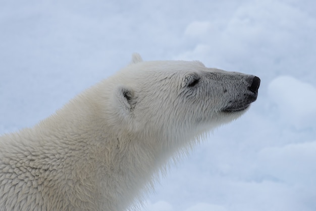 ホッキョクグマの頭