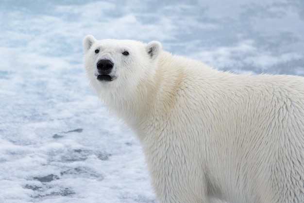 Крупный план головы Ursus maritimus белого медведя