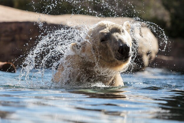 Photo polar bear shaking off water while swimming in lake