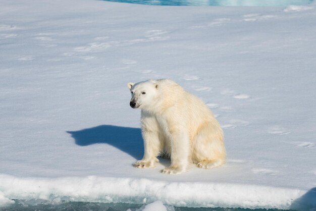 Polar bear sitting