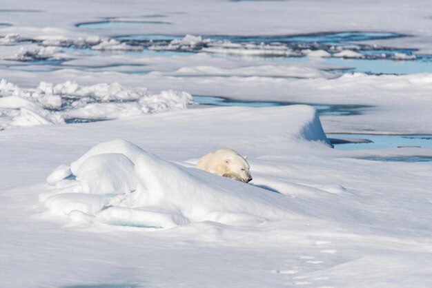 Photo polar bear sleeping on ice with snow in arctic
