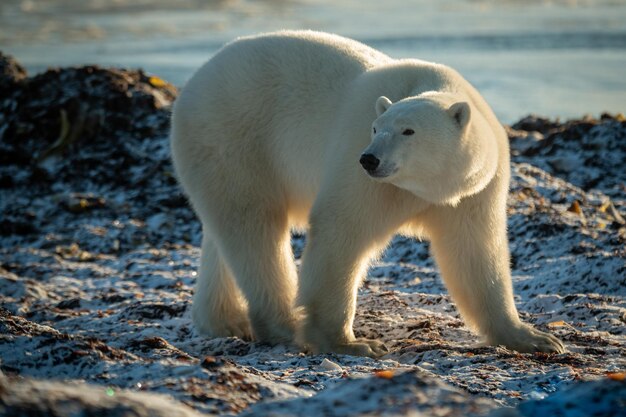 Photo polar bear stands on shoreline turning head