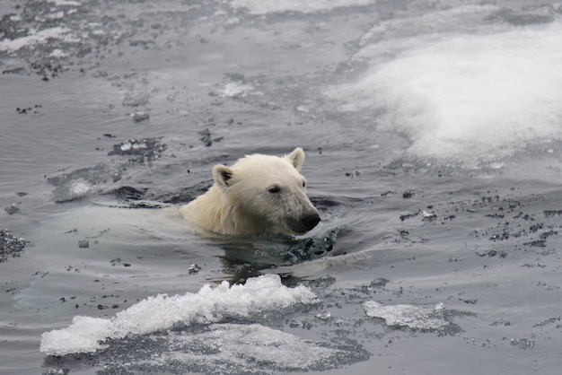 Фото Белый медведь плавает в воде