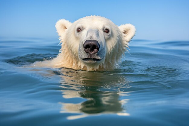 a polar bear swimming in the ocean with a blue sky in the background