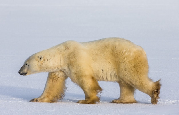 Polar bear on the tundra. Snow. Canada.