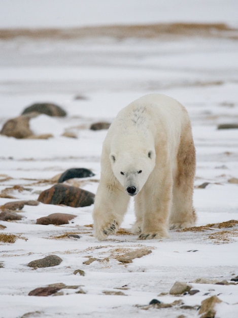 Polar bear on the tundra. Snow. Canada.