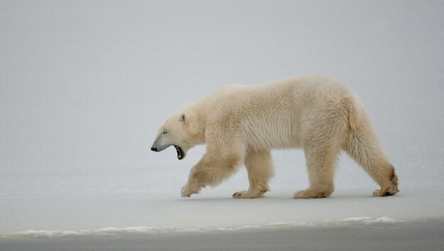 Polar bear on the tundra. Snow. Canada.