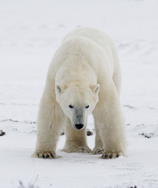 Polar bear on the tundra. Snow. Canada.