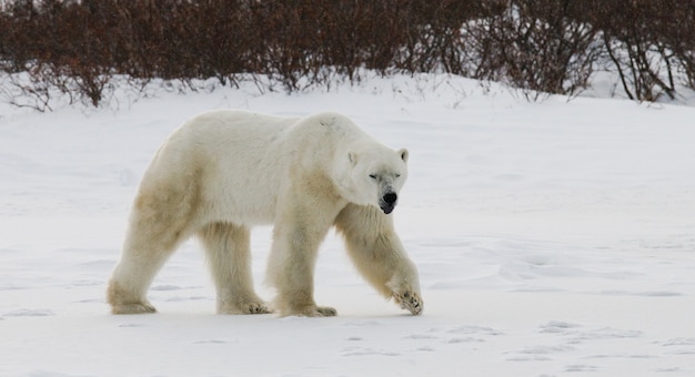 Orso polare nella tundra. neve. canada.