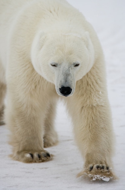 Polar bear on the tundra. Snow. Canada.