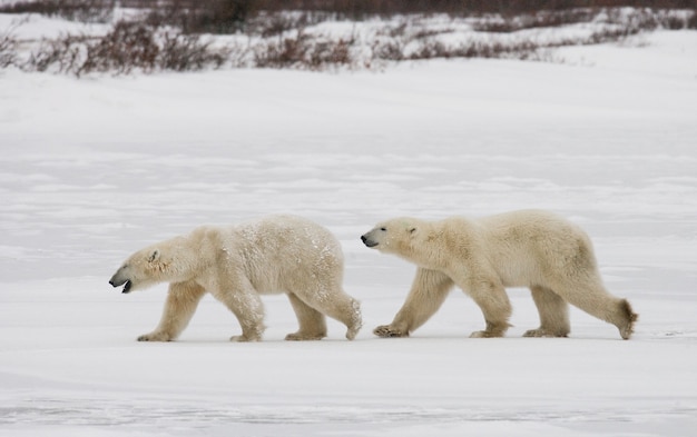 Polar bear on the tundra. Snow. Canada.