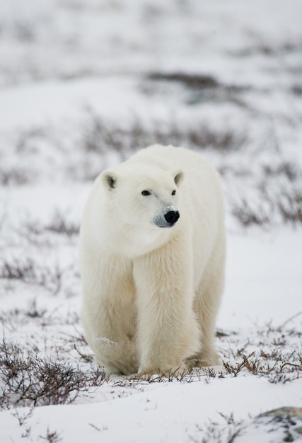 Polar bear on the tundra. Snow. Canada.