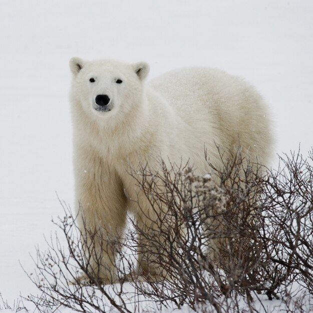 Polar bear on the tundra. Snow. Canada.