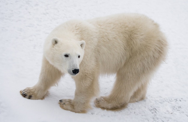 Polar bear on the tundra. Snow. Canada.