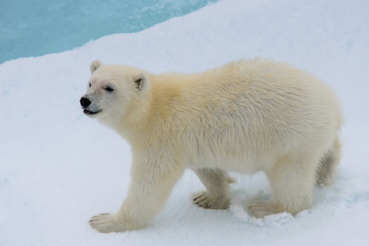 ホッキョクグマ（Ursus maritimus）カブのパック氷、スバールバル諸島北極圏ノルウェーの北