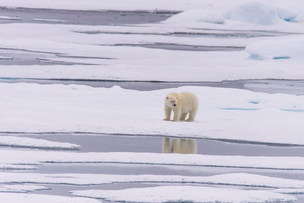 Photo polar bear (ursus maritimus) cub on the pack ice, north of svalbard arctic norway