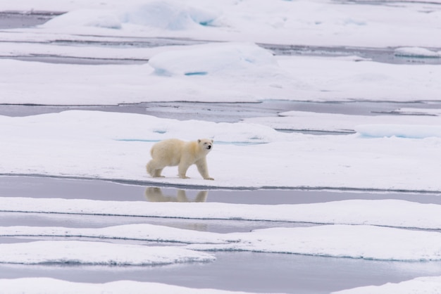 스발 바르 북극 노르웨이 북쪽 팩 얼음에 북극곰 (우수 스 maritimus) 새끼