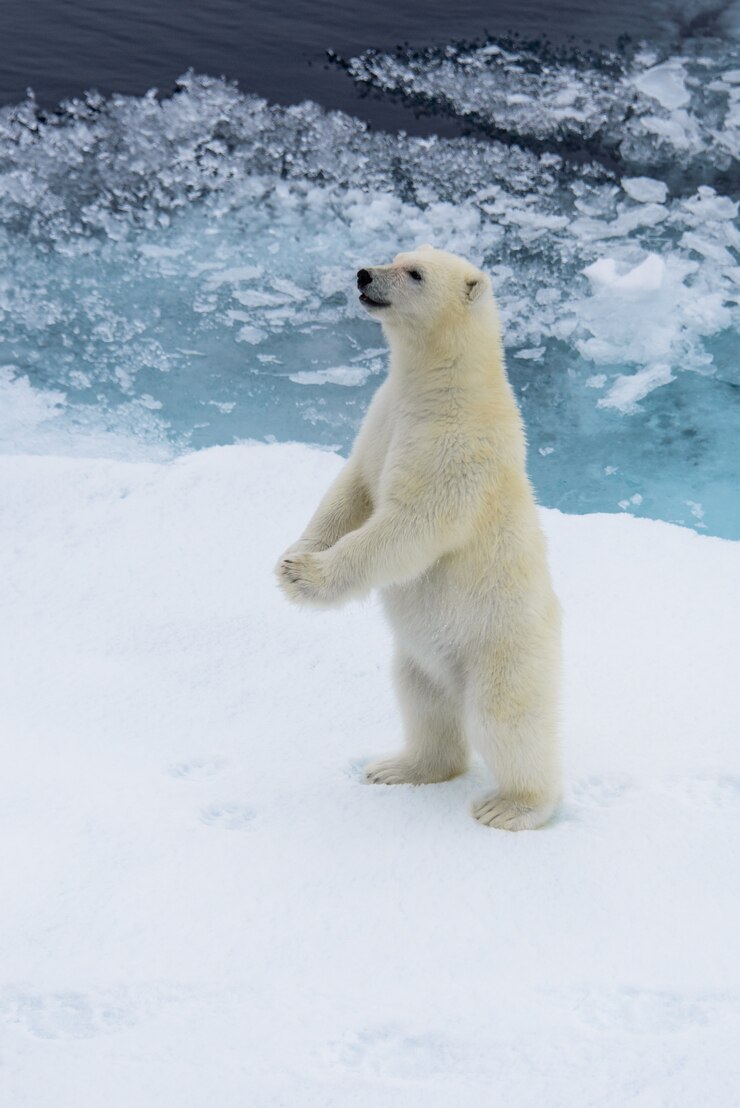 ホッキョクグマ（Ursus maritimus）カブ、スバールバル諸島北極圏ノルウェー北部の氷の上に立つ