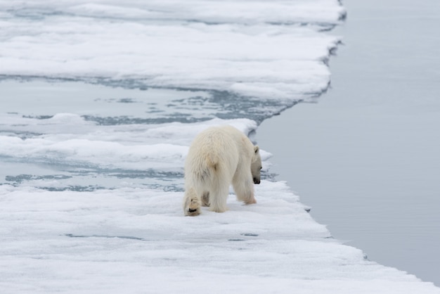 Фото Белый медведь (ursus maritimus) едет по паковому льду к северу от острова шпицберген