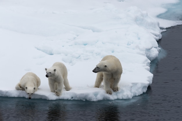 사진 팩 얼음에 북극곰 (우수 스 maritimus) 어머니와 쌍둥이 새끼